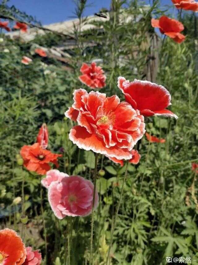 初夏最值得养的花 开花像是小扇子 真美 楠木轩