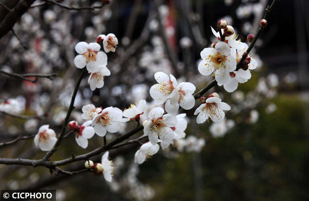 腊月梅花香 楠木轩