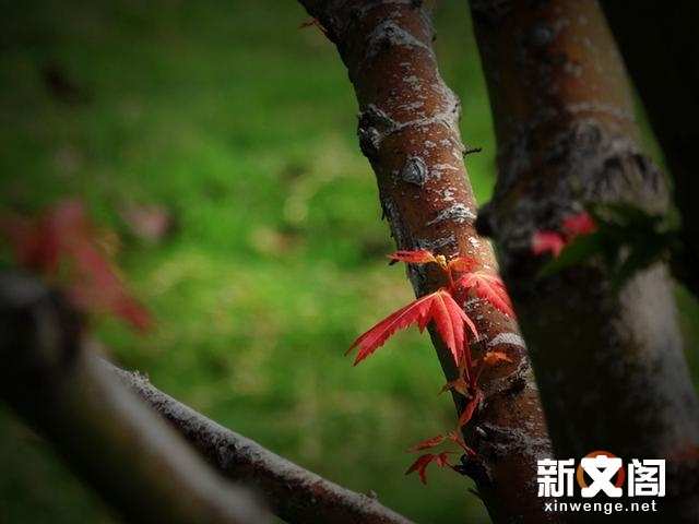 朱櫻橋畔風景如畫 洛河之濱秋花正豔 秋天的洛浦公園最美 楠木軒