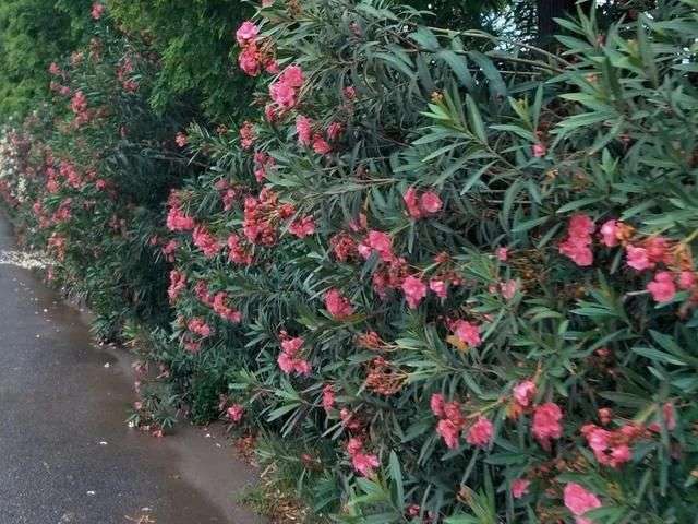 種有毒花 看見繞道走 千萬別去碰 楠木軒