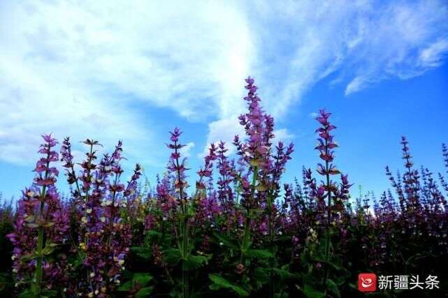 昭蘇 萬畝香紫蘇花開唯美浪漫醉遊人 楠木軒