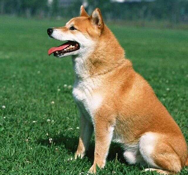 日本两种犬类非常有名 秋田犬和柴犬的区别 你知道如何分辨吗 楠木轩