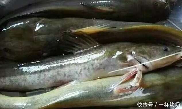 為什麼中醫都吩咐少吃無鱗魚 你怎麼看 楠木軒