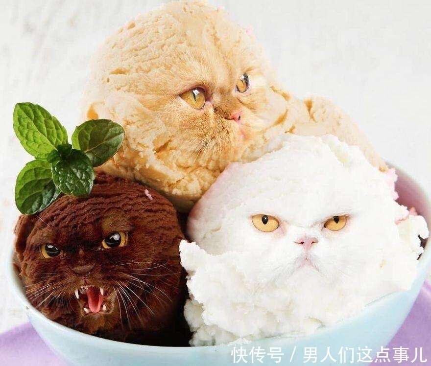 如果猫咪无处不在 猫奴处处p上猫脸 看到效果 网友 心动了 楠木轩