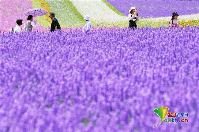 日本北海道薰衣草盛放游客漫步花海 楠木轩