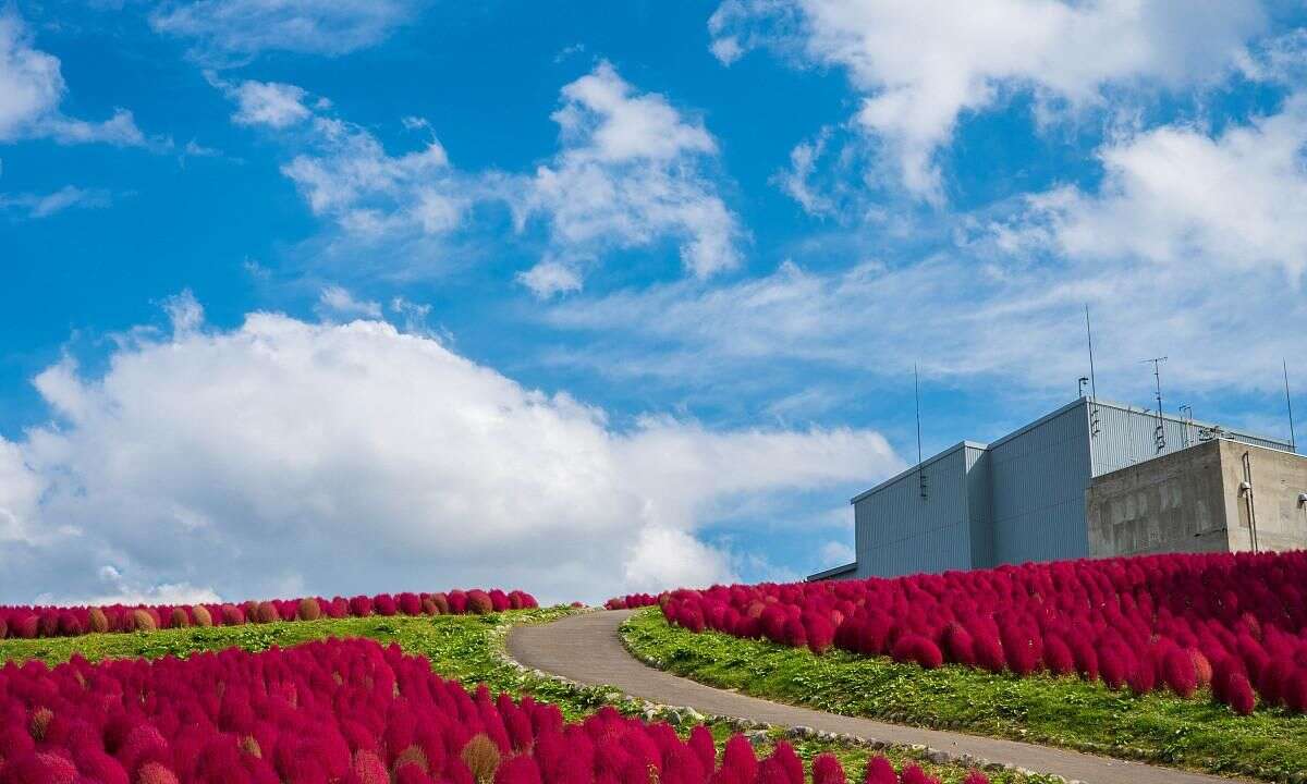 农村有一种叫扫帚苗的野菜 既可食用也可做扫帚 有4个用处 楠木轩