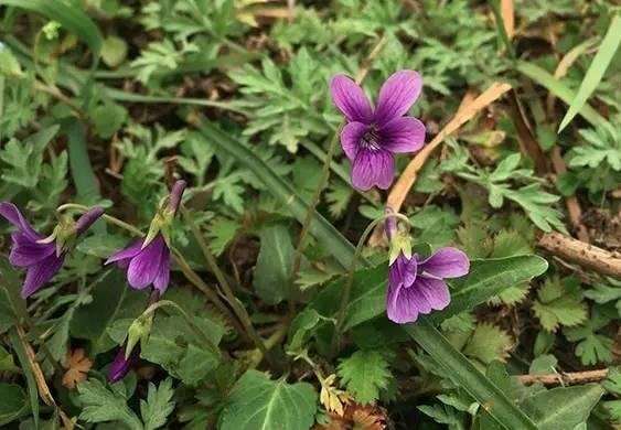 這東西 常被錯當成野草除掉 殊不知是 紫花地丁 珍貴的很 楠木軒