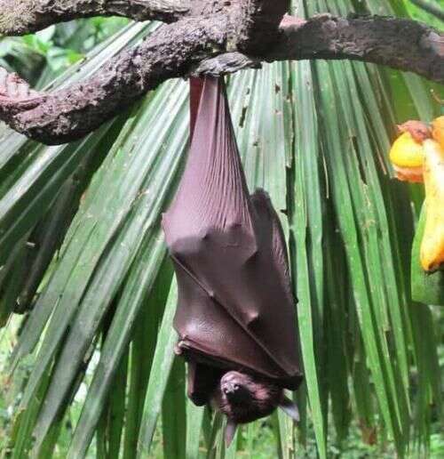世界最大的蝙蝠 天真无邪的眼睛 如同一只披着斗篷的小狗 楠木轩