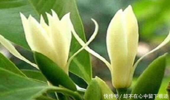 白蘭花有毒嗎 白蘭花還有其他作用嗎 楠木軒