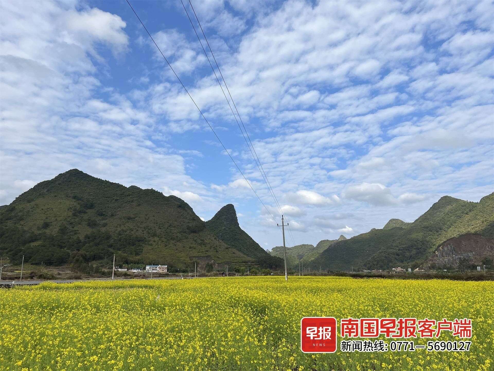 冬日赏花正当时 格桑花 油菜花迎冬绽放 赏花期将持续到春节后 楠木轩