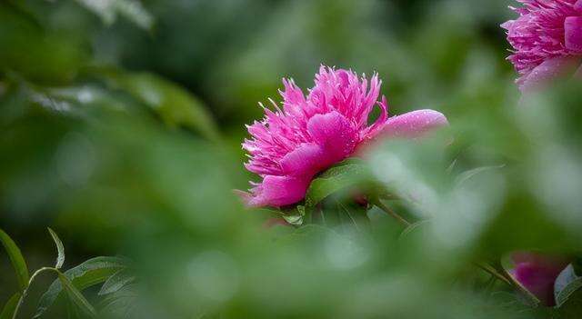 春光明媚 五月花神 芍药花开惹人醉 满园春色竞芳菲 楠木轩