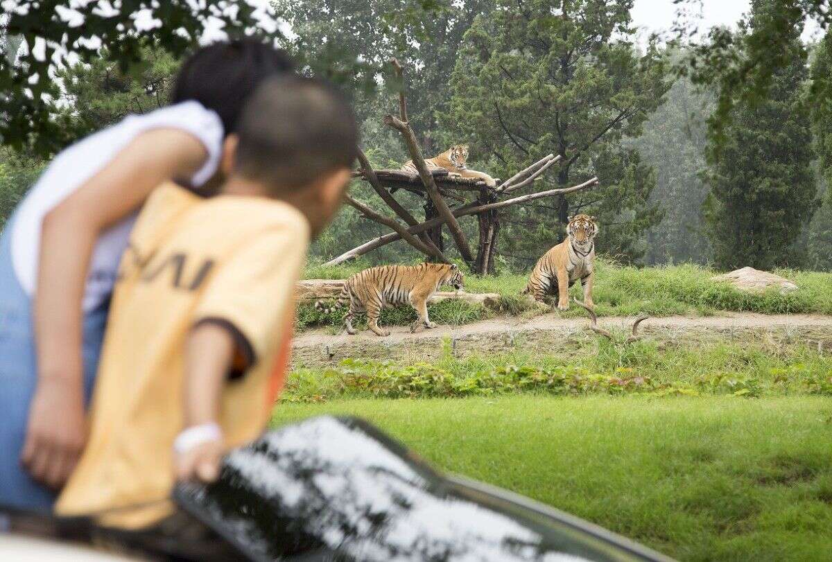 女孩坐車頂遊覽 北京野生動物園迴應 猛獸沒機會到車邊 楠木軒