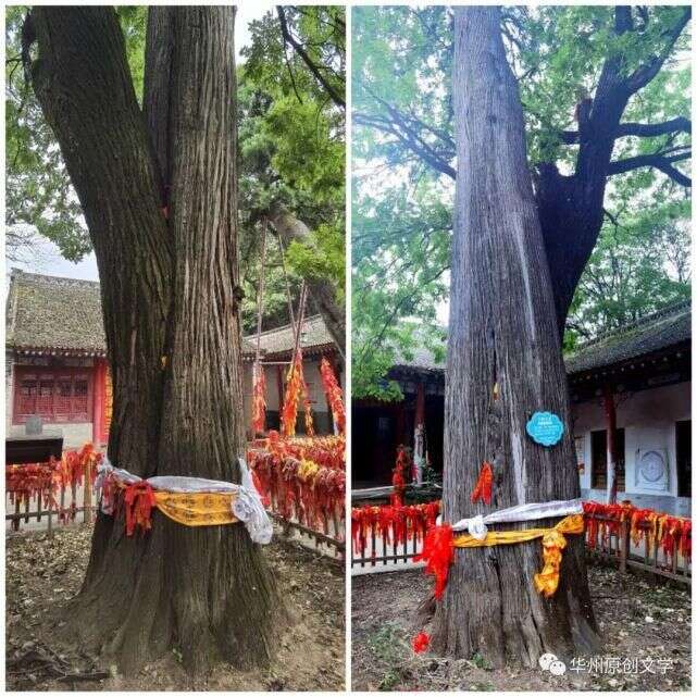 華州少華山景區三棵神奇的大樹 楠木軒