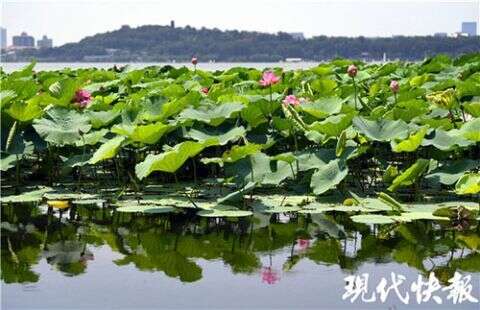 蓮葉田田 芙蓉初放 南京玄武湖迎來賞荷季 楠木軒