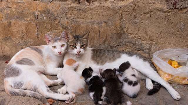 流浪猫妈妈把小猫喂得滚圆 自己却营养不良 这份母爱有点沉重 楠木轩