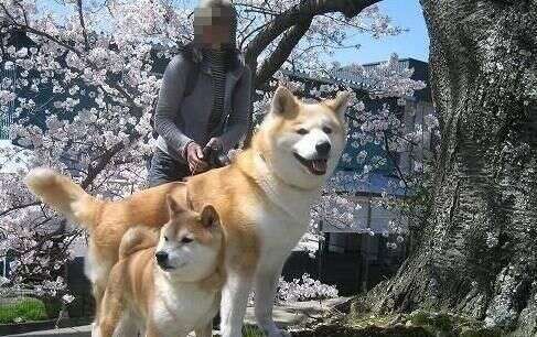 只知道柴犬和秋田 日本的狗狗不止这么少 他们有六大天然纪念物 楠木轩