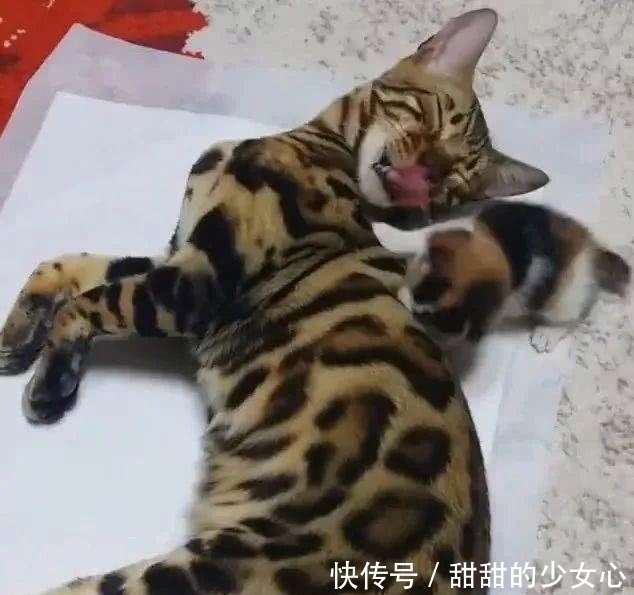 一万块买的豹猫 不小心被土猫给办了 结果生出来的宝宝长这样 楠木轩