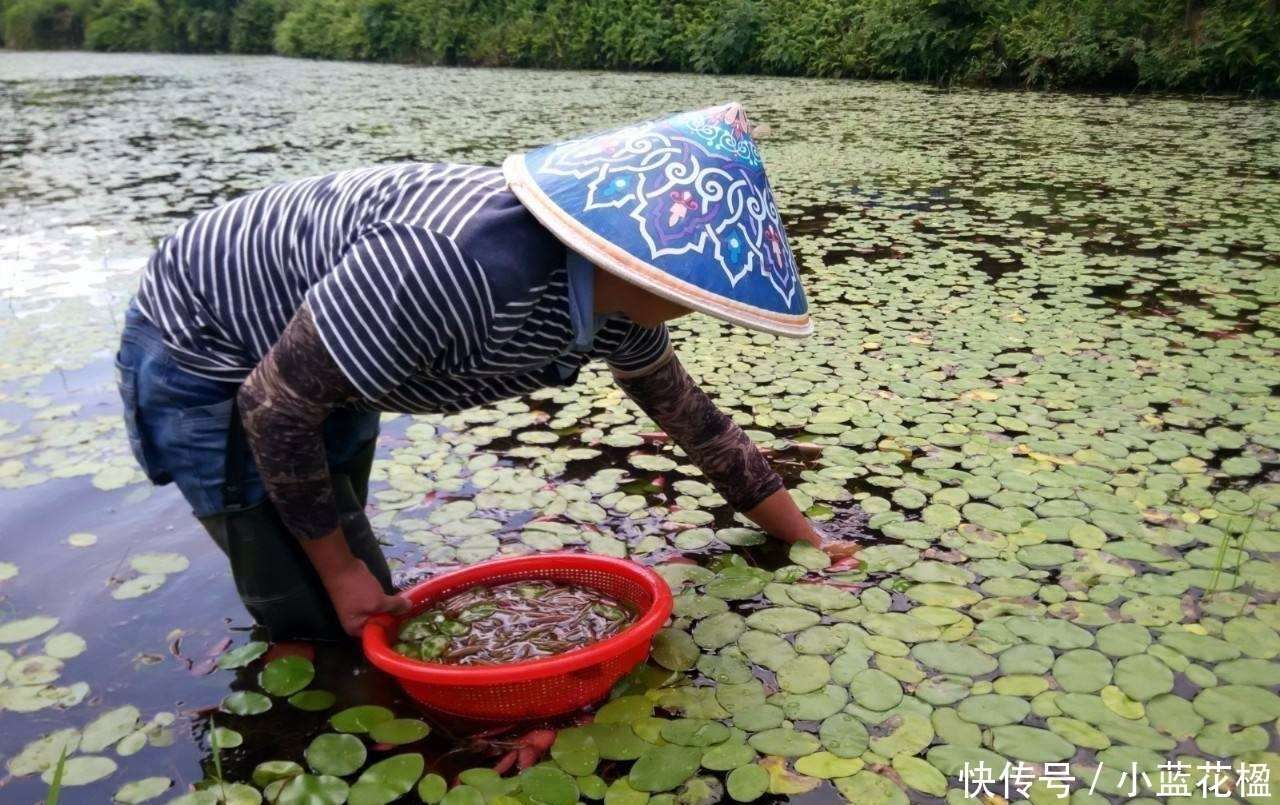 人稱植物中的 鋅王 南方池塘裏才有 如今元一斤成稀罕貨 楠木軒