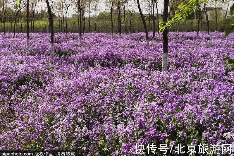 春日花卉 二月兰 楠木轩