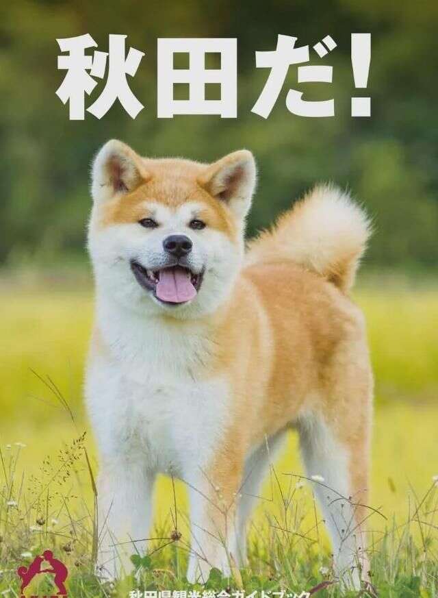 忠犬八公 的故乡秋田 除了汪星人还有什么可玩的 楠木轩