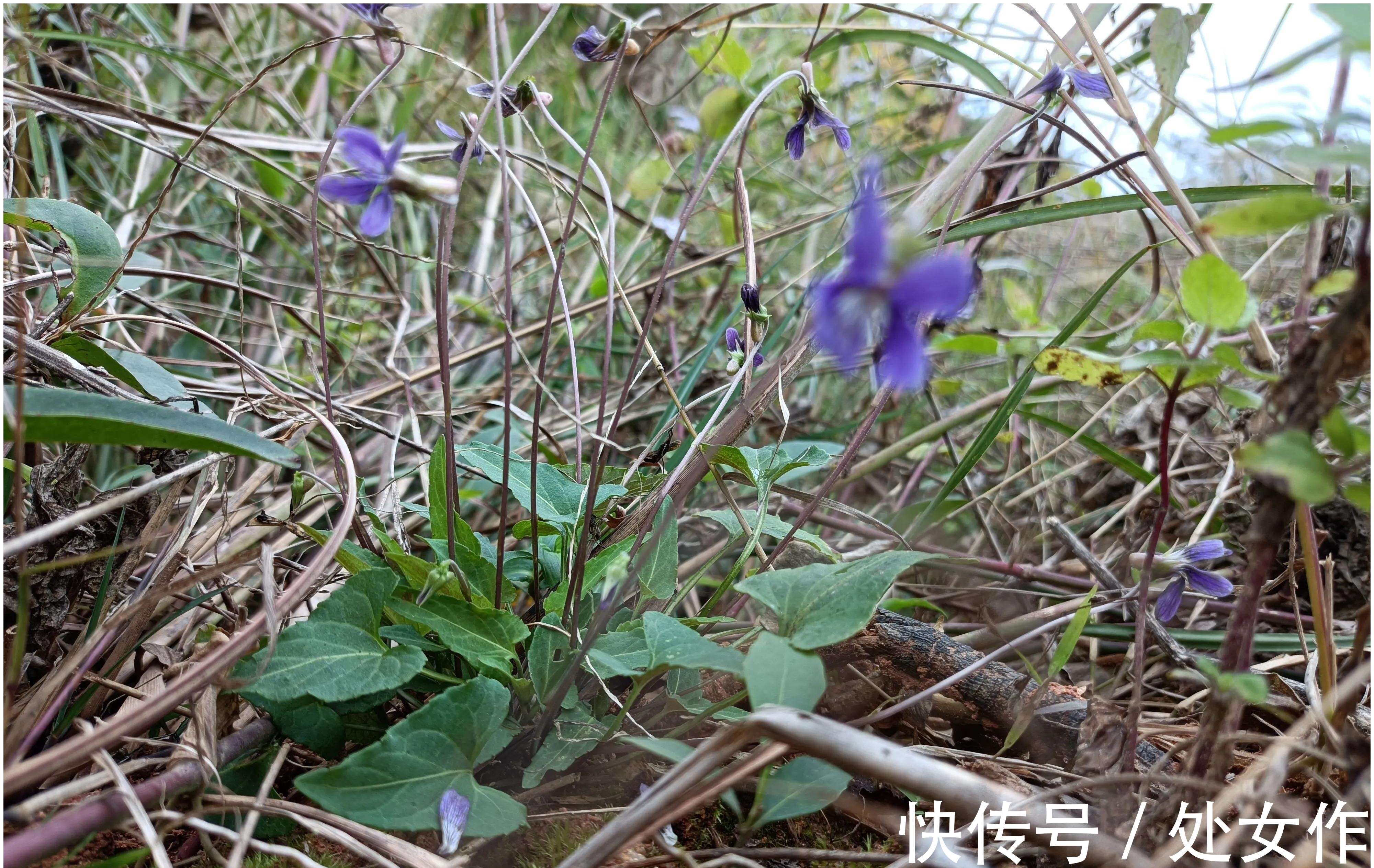 路边遇见这种小紫花 可以采摘带回家 晒干用来泡茶喝 作用大 楠木轩