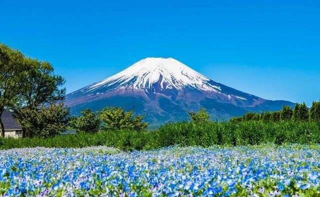 最大牌的公园 让富士山给它当背景的高原上的花之都公园 楠木轩
