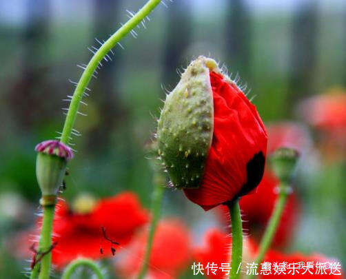 世界上最妖娆最毒的花排名 曼陀罗花带有剧毒 福寿草藏有剧毒 楠木轩