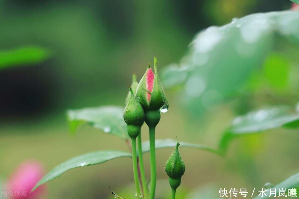 四月 梨花落 春欲晚 花事荼蘼 彼岸无期 闺中风暖 陌上草薰 楠木轩