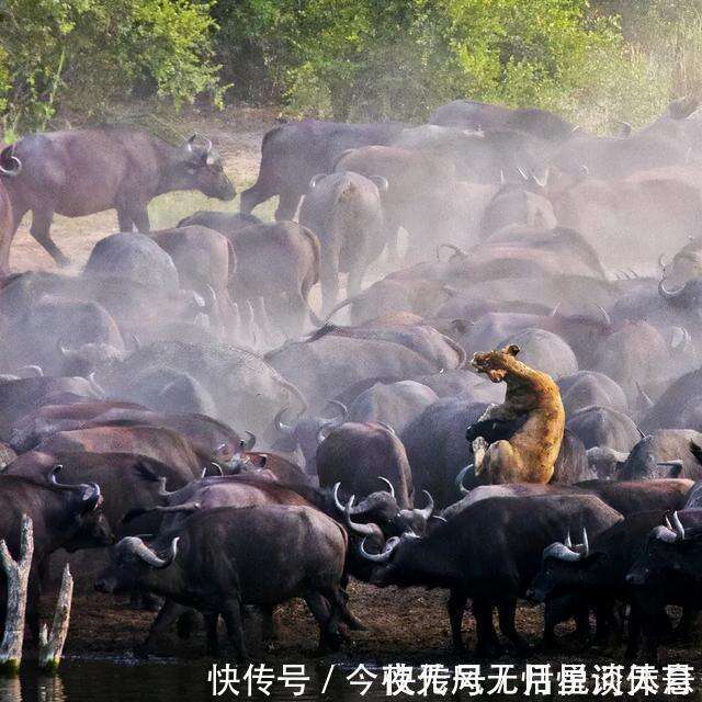 从未见过的动物捕食瞬间 残酷与野性 神奇与绝妙共存 大开眼界 楠木轩