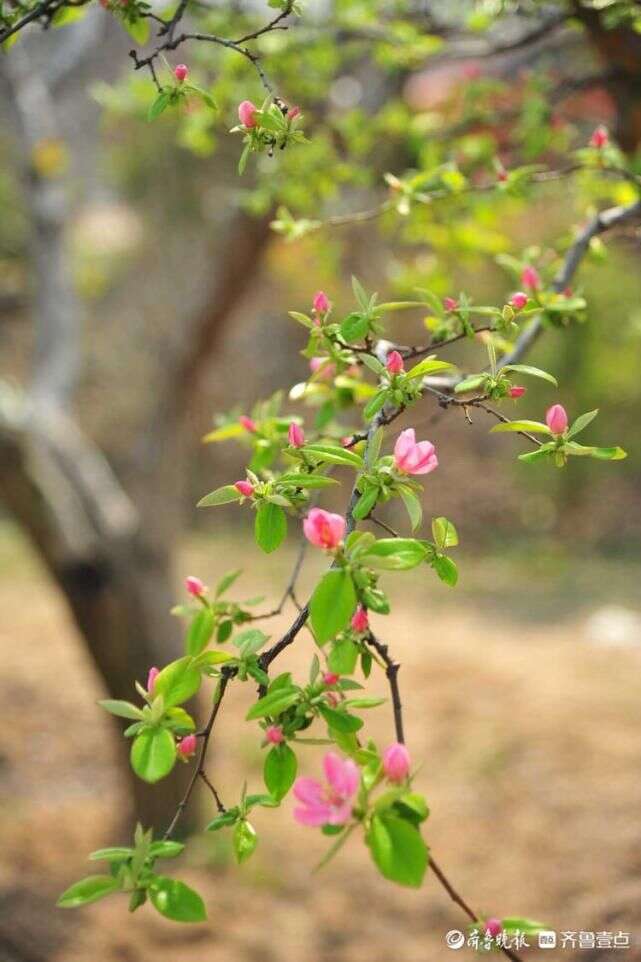 一抹靓丽的小清新 日照五莲盘龙河畔木瓜花开分外养眼 楠木轩