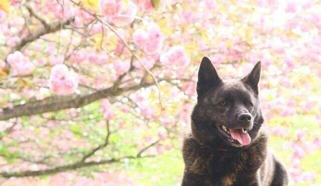 只知道柴犬和秋田 日本的狗狗不止这么少 他们有六大天然纪念物 楠木轩