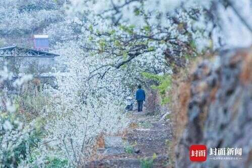 十里梨花白似雪万亩花海等你来赏 图集 楠木轩