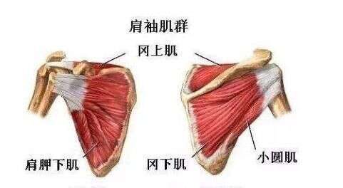 健身新手練肩 不用大重量可以嗎 組數做到位 猛男肩膀指日可待 楠木軒