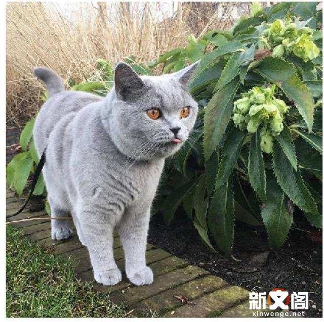 主人发现橘猫无精打采 早出晚归 偷偷跟踪才发现 楠木轩