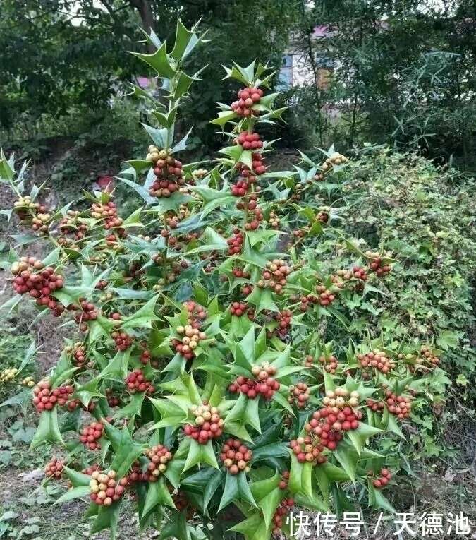 农村的一种野生植物 人称 猫耳刺 全身都是宝 却很少人知道 楠木轩