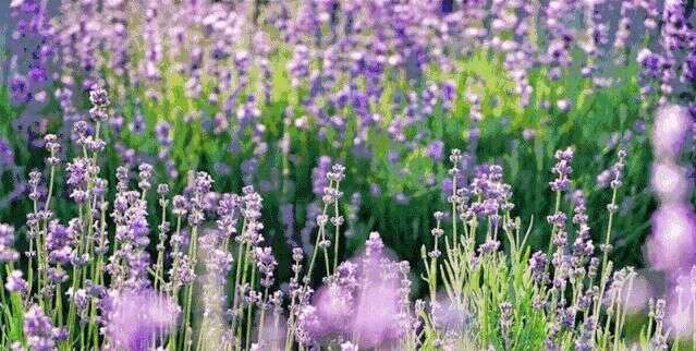 话题 六月 是紫色的花海 打卡 普罗旺斯 紫 等你来 楠木轩