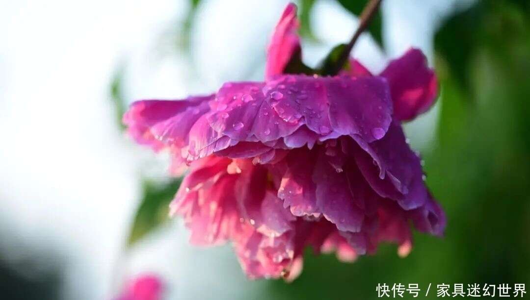 游园识花 芍药花初吐 赏花正当时 楠木轩