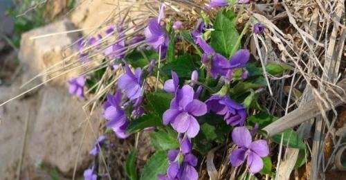 這東西 常被錯當成野草除掉 殊不知是 紫花地丁 珍貴的很 楠木軒