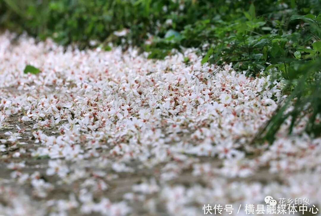 人间四月芳菲尽 梧桐花开正当时 楠木轩