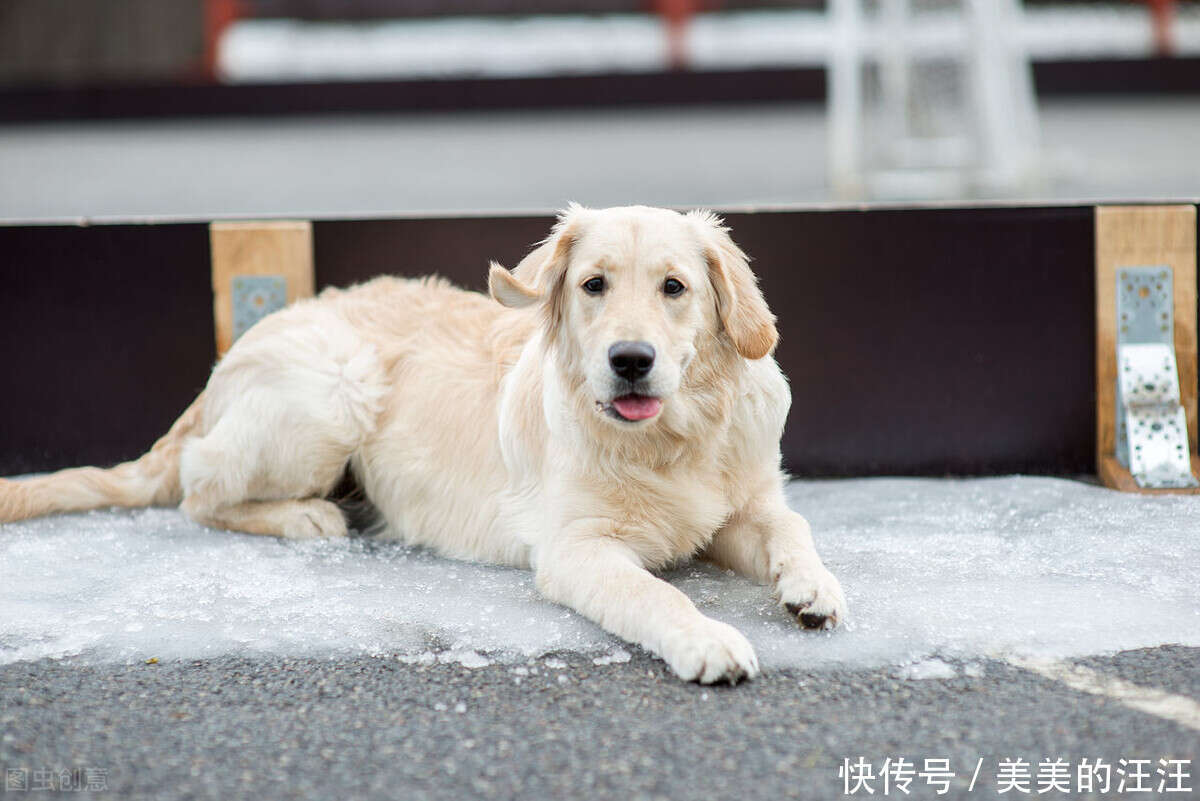 行业人建议 想养宠物犬 劝你选择这10种寿命长的狗狗 楠木轩