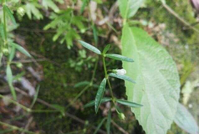 田埂上的白花小草 蛇见到就怕 人称 蛇总管 如今元一斤 楠木轩