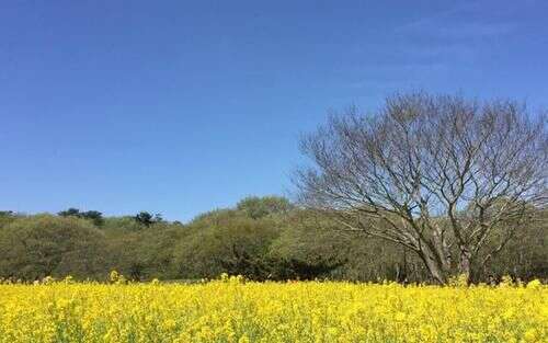 日本最漂亮的花园 一年四季花开不败 景色绝美如仙境 楠木轩