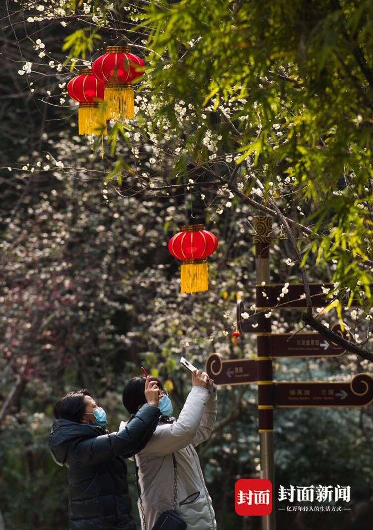 柔風春日漫花間成都街頭年味漸濃 圖集 楠木軒