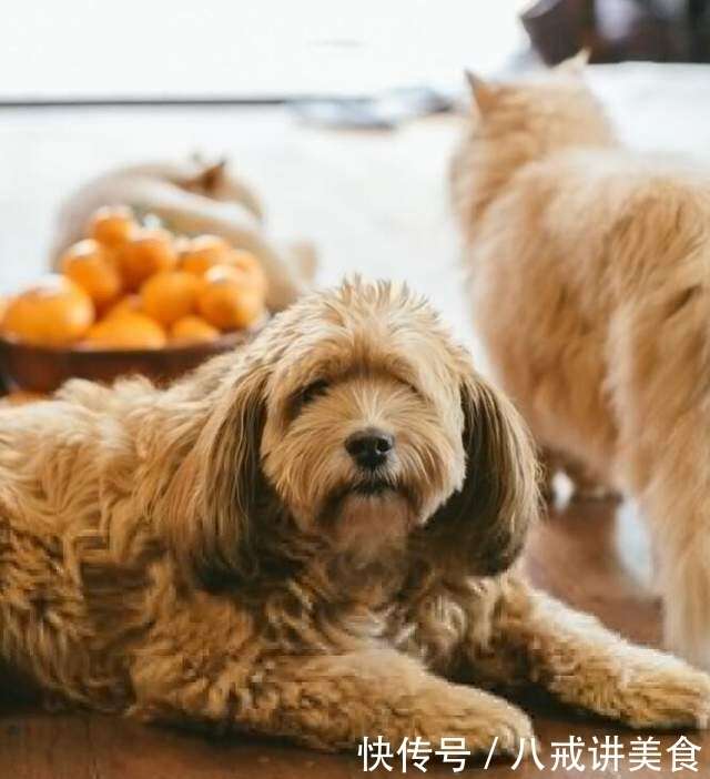 爱犬顺心过世了 今年平安夜 是李孝利最心碎的一天 楠木轩