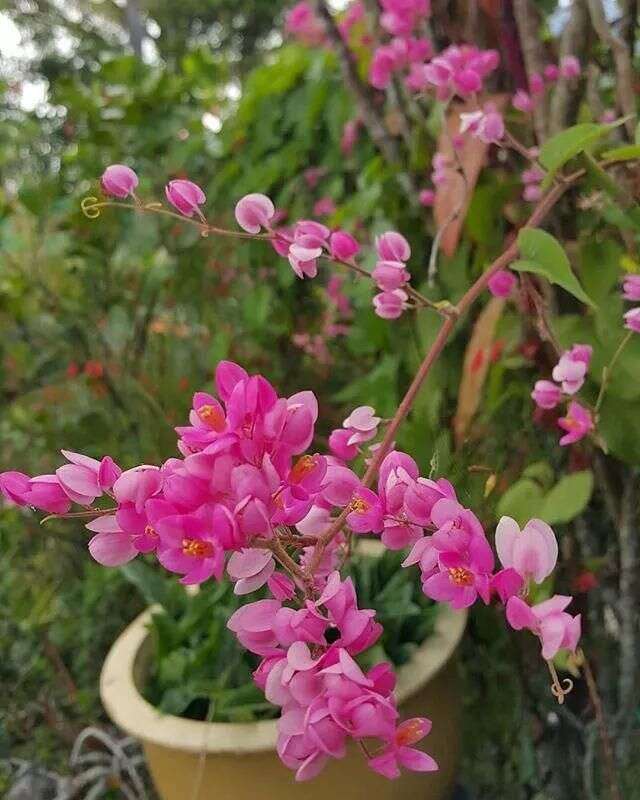 25種 常見爬藤植物 花開便成瀑布 楠木軒